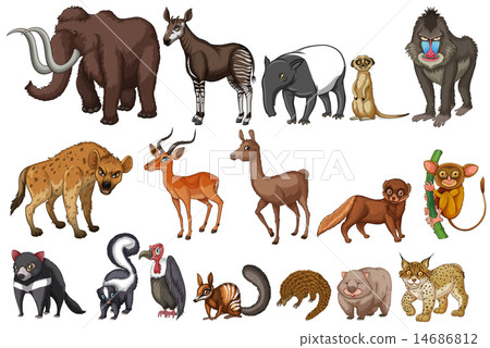 Rare animals 14686812