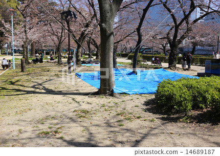 櫻花觀賞的地方 14689187