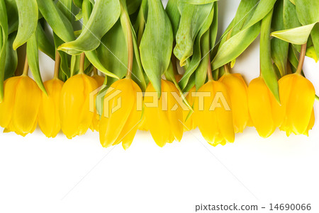 Yellow tulip flowers 14690066