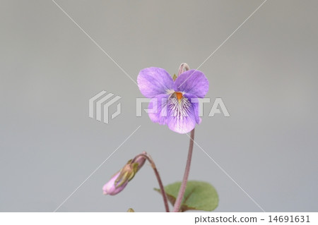 中提琴 中提琴 14691631