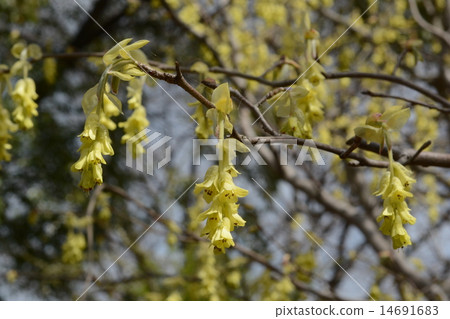 Toshi sickle Toshi sickle 14691683