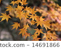 Momiji 14691866