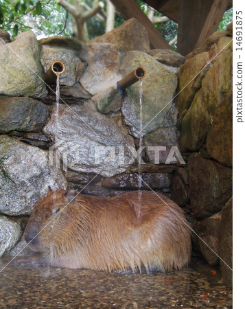 Capybara Hot Springs 14691875