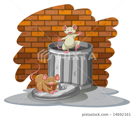 Rats playing with the trashbin Rats playing with the trashbin 14692161