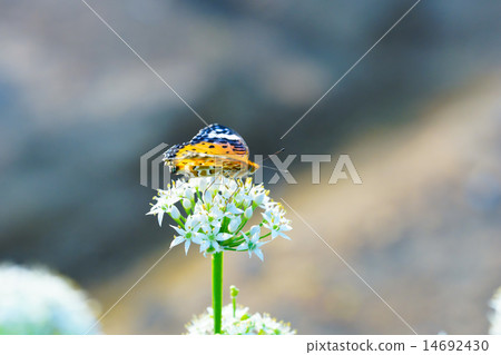 Python蝴蝶 14692430