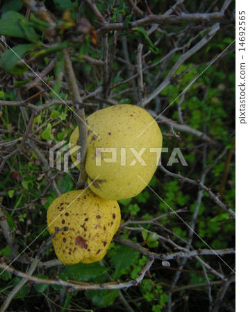 Yellow fruit of a fuss 14692565