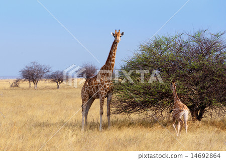 adult female giraffe with calf grazzing on tree 14692864