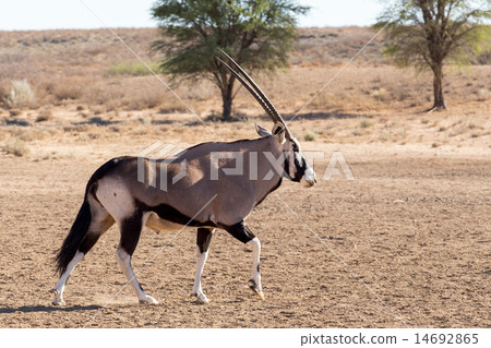 Gemsbok, Oryx gazella Gemsbok, Oryx gazella 14692865