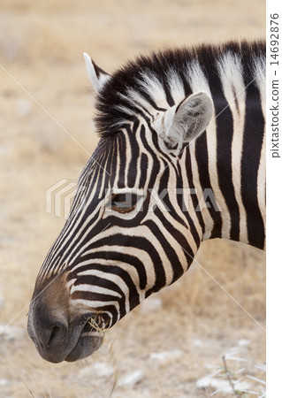 Burchell's zebra, Equus quagga burchellii. Burchell's zebra, Equus quagga burchellii. 14692876