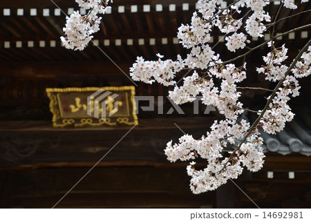 西宮 西宮 14692981