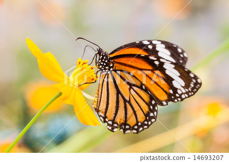 Monarch Butterfly perched on a flower. Monarch Butterfly perched on a flower. 14693207