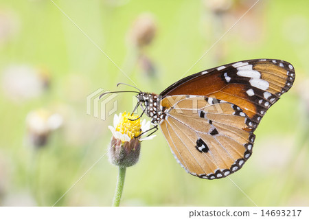 Monarch Butterfly perched on a flower. Monarch Butterfly perched on a flower. 14693217