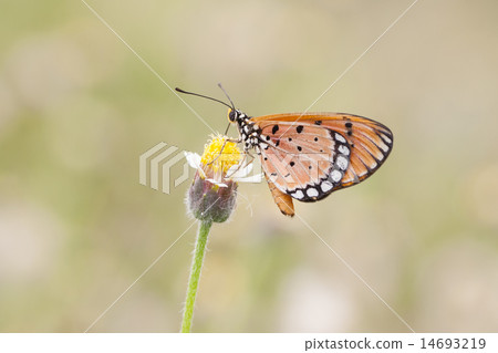 Monarch Butterfly perched on a flower. Monarch Butterfly perched on a flower. 14693219