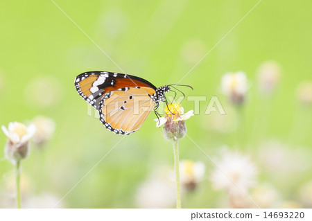 Monarch Butterfly perched on a flower. Monarch Butterfly perched on a flower. 14693220