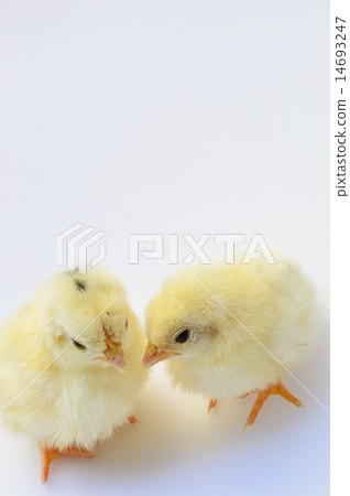 Chabo chicks white background Chabo chicks white background 14693247
