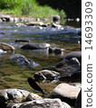 Tonbo of Kawabe 14693309