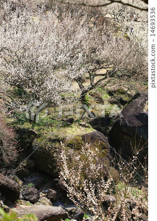 Plum forest in Mt. Tsukuba Plum forest in Mt. Tsukuba 14693536
