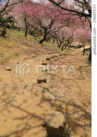 筑波山的梅花森林 筑波山的梅花森林 14693537