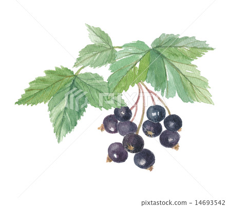 黑加侖交叉溝壑 黑加侖交叉溝壑 14693542