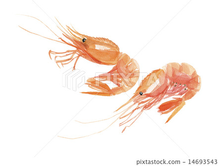 Button shrimp  14693543