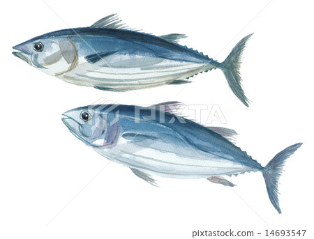 鰹魚鰹魚 14693547