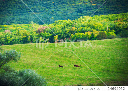 Two horses on green meadow 14694032