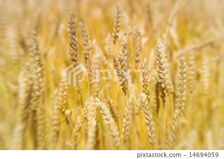 Field of wheat Field of wheat 14694059