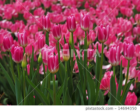 Tulip Tulip 14694350
