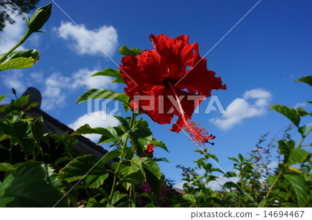 Blue sky Blue sky 14694467