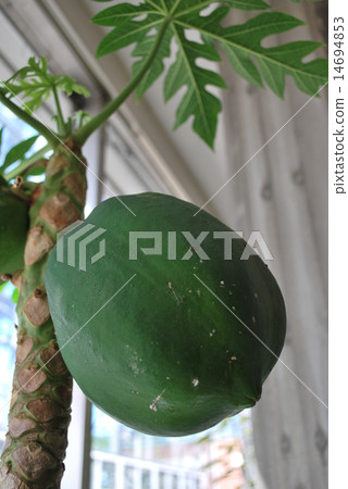 papaya 14694853