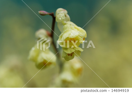 淡黃色的Hyuga水木花 淡黃色的Hyuga水木花 14694919