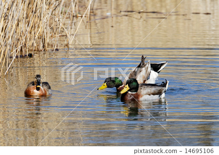 Mallard and Kalgamo at Temple Park 14695106