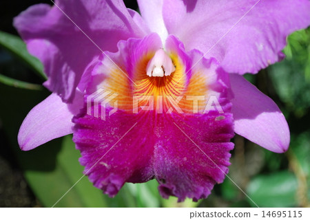 Cattleya Cattleya 14695115