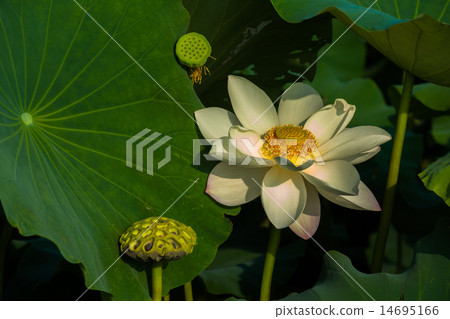 White Lotus Flower 14695166