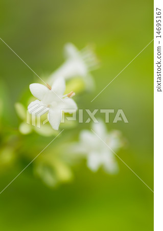 Taiwan Tsukubane Hutsugi, Honeysuckle family, Ryukyus, Taiwan 14695167