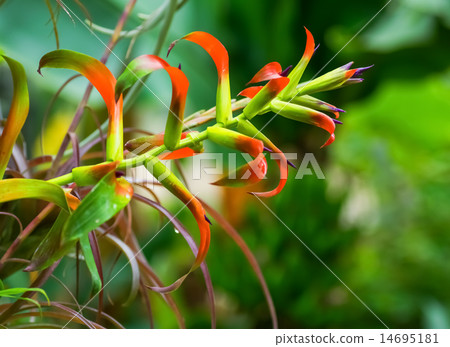 Tylandia · Leiboldiana, Pineapple Department, Mexico 14695181