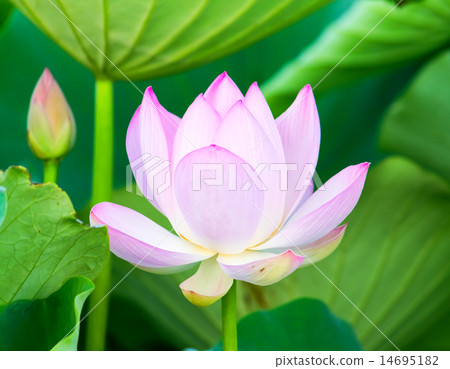 Pink lotus flower 14695182