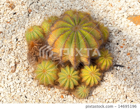 Echinocutatus / visnaga, cactaceae, Kito Maru 14695196