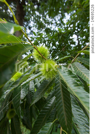 栗子樹 栗子樹 14695226