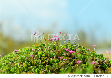 Pale purple bird flower flowers 14695407