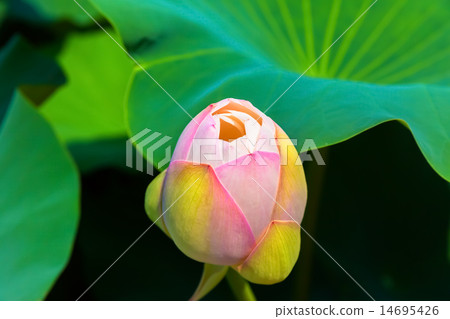 Lotus buds 14695426