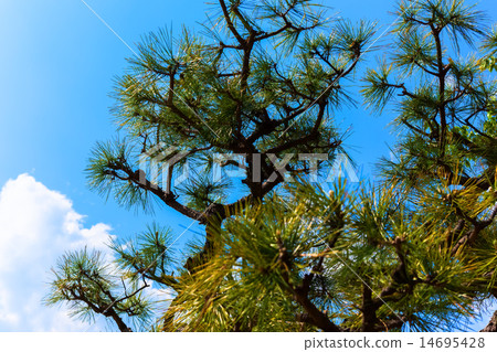 Pine 14695428