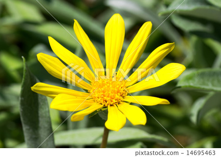 雜色菊·Regence ,,雜色菊·檸檬餡餅，飾品菊花，菊科，南非 14695463