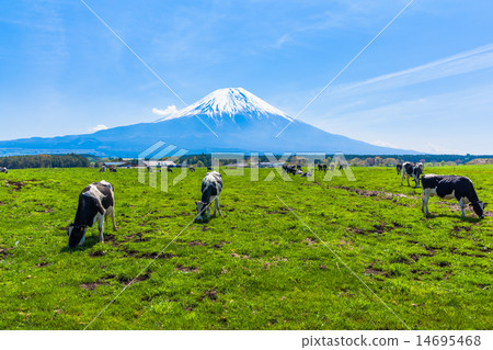 在晨霧中放牧的牛爬過富士山 在晨霧中放牧的牛爬過富士山 14695468