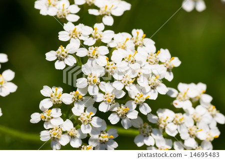 Saw Palmetto, Yarrow White, Asteraceae, Honshu - Hokkaido 14695483