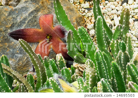 Stapelia·Grandi Folola，馬鈴薯，南非（海角），德蘭士瓦 14695503