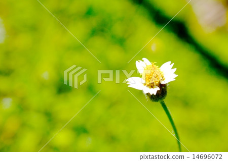 小花 小花 14696072