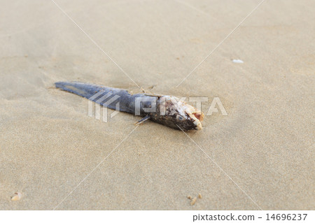 Dead fish on the beach 14696237