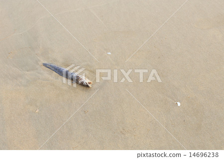 Dead fish on the beach 14696238