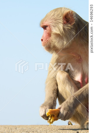 Rhesus macaque staring Rhesus macaque staring 14696293